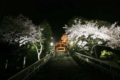 宇都宮二荒山神社の夜桜 日光 那須 栃木のさくら 桜 開花情報