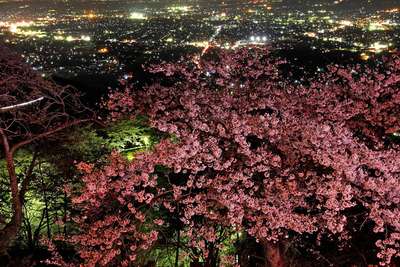 大平山から望む夜景と夜桜 日光 那須 栃木のさくら 桜 開花情報